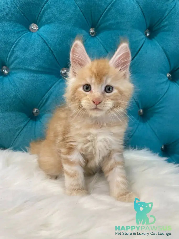 Nicholas Maine Coon male red silver - live animals