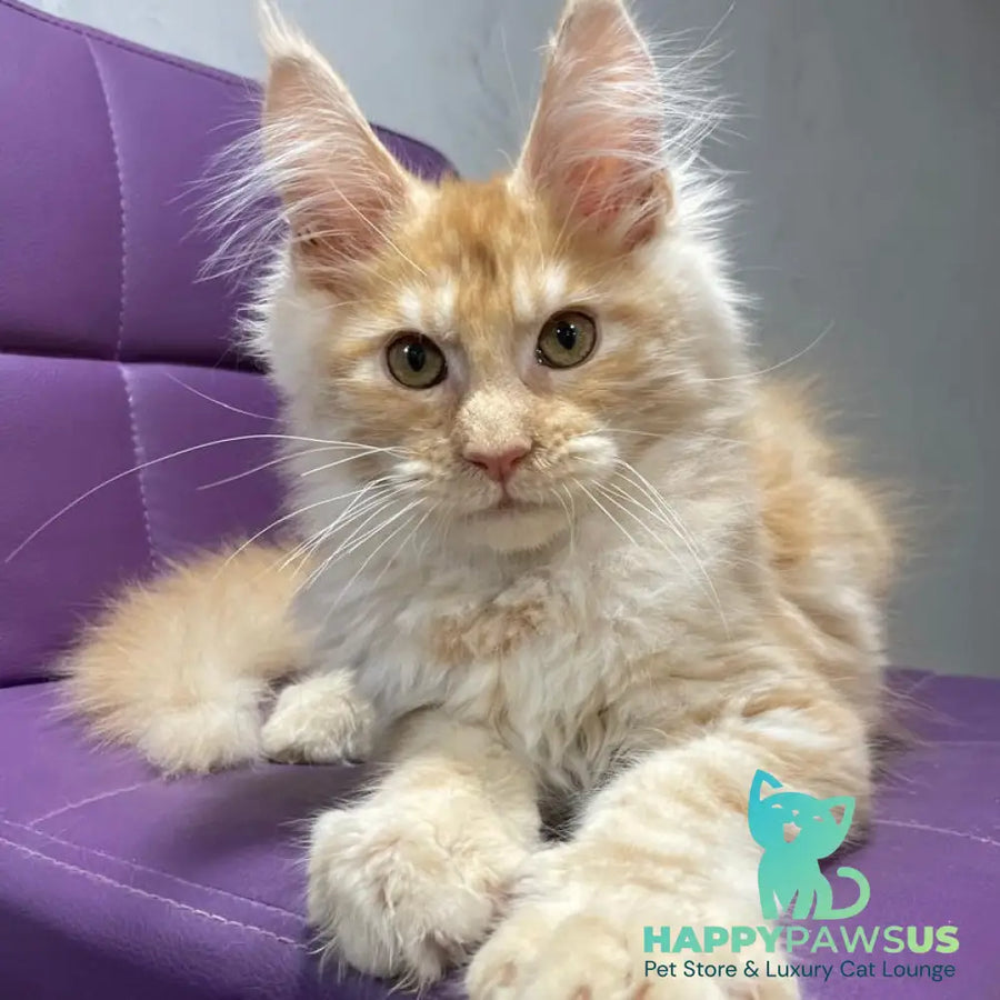 Nicholas Maine Coon male red silver - live animals