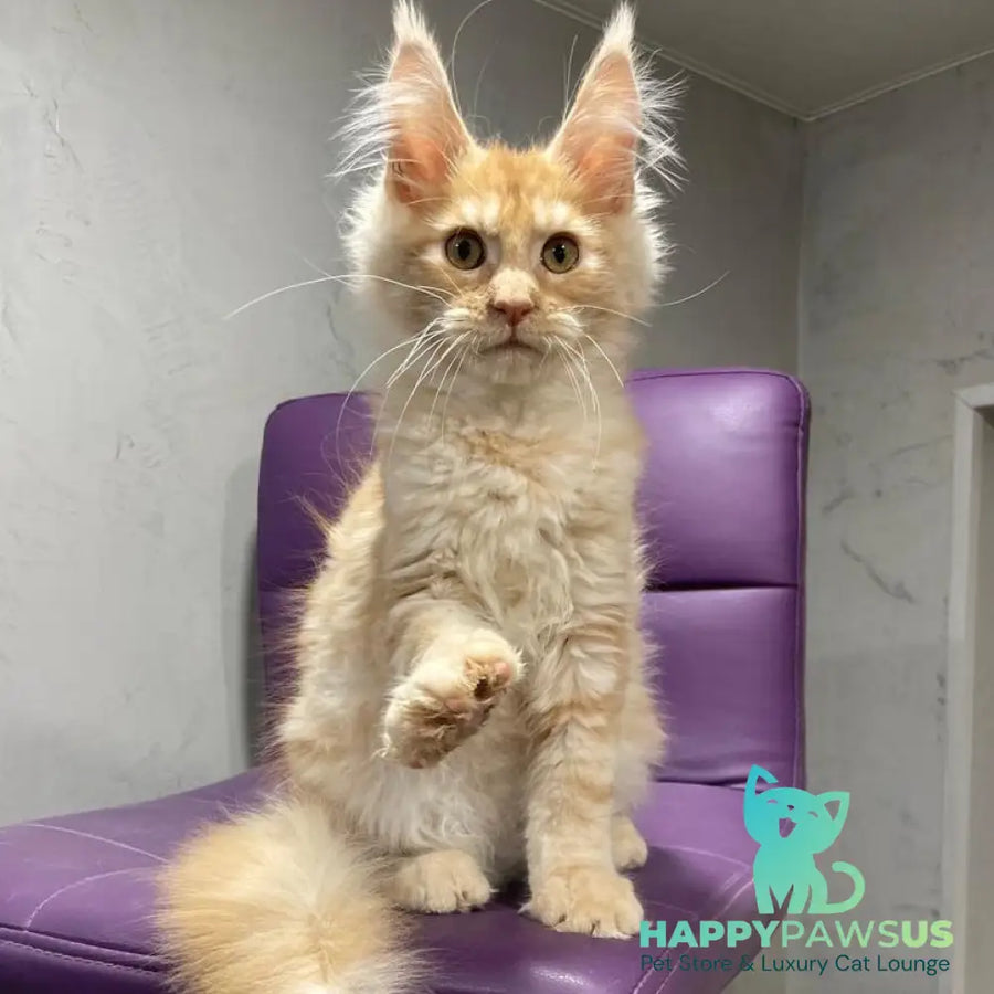 Nicholas Maine Coon male red silver - live animals