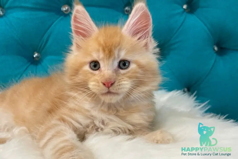 Nicholas Maine Coon male red silver - live animals
