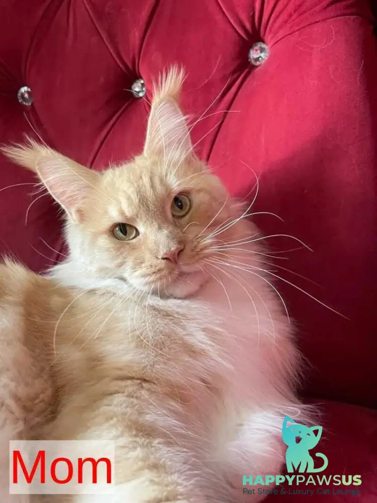 Nicholas Maine Coon male red silver - live animals
