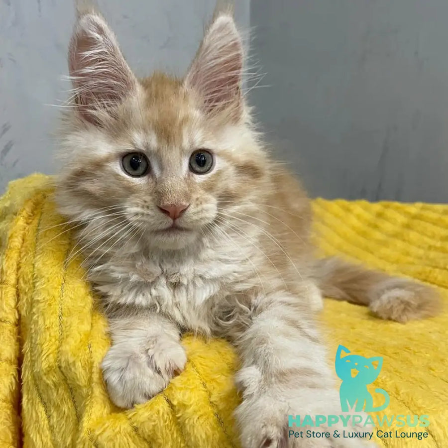 Nicholas Maine Coon male red silver - live animals