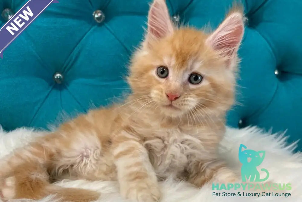 Nicholas Maine Coon male red silver - live animals