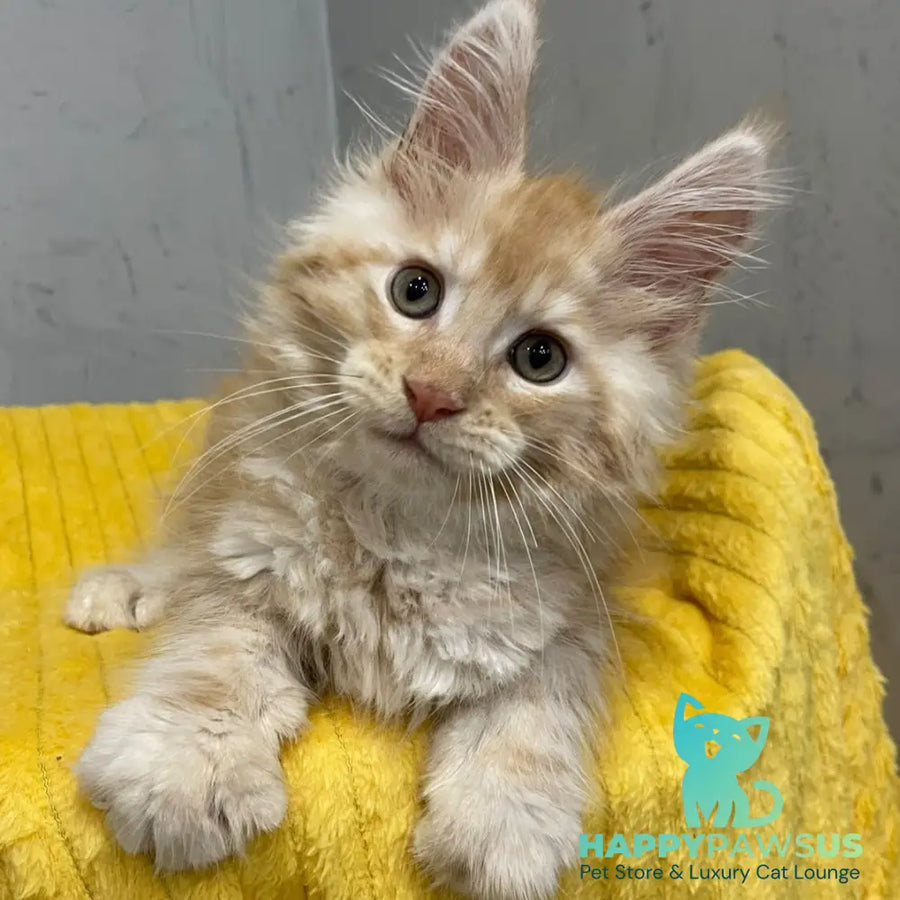 Nicholas Maine Coon male red silver - live animals