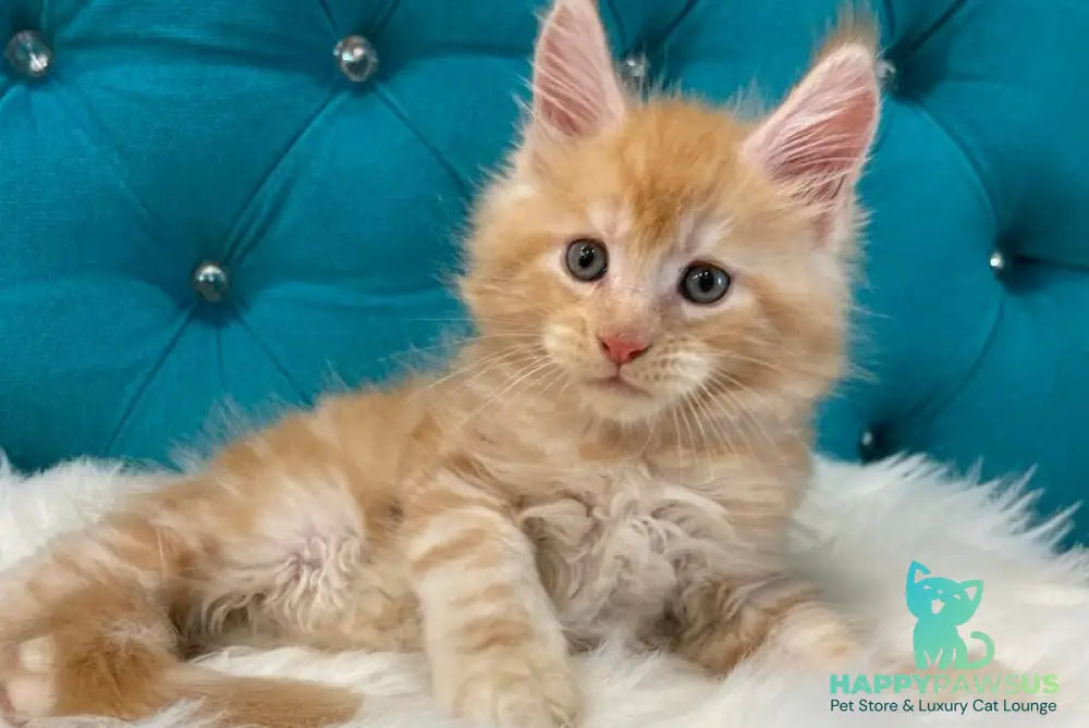 Nicholas Maine Coon male red silver - live animals