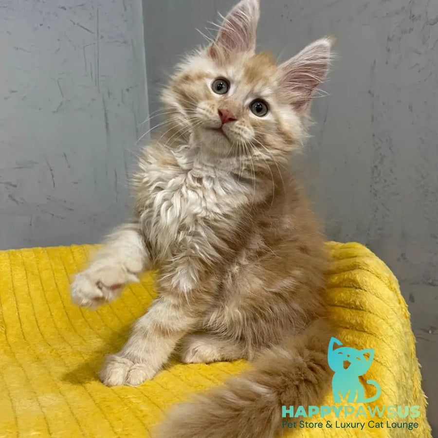 Nicholas Maine Coon male red silver - live animals