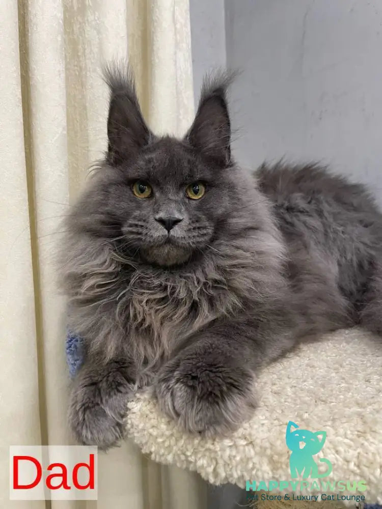 Nicholas Maine Coon male red silver - live animals
