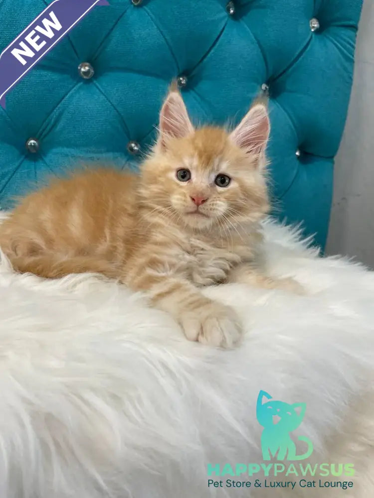 Nicholas Maine Coon male red silver - live animals