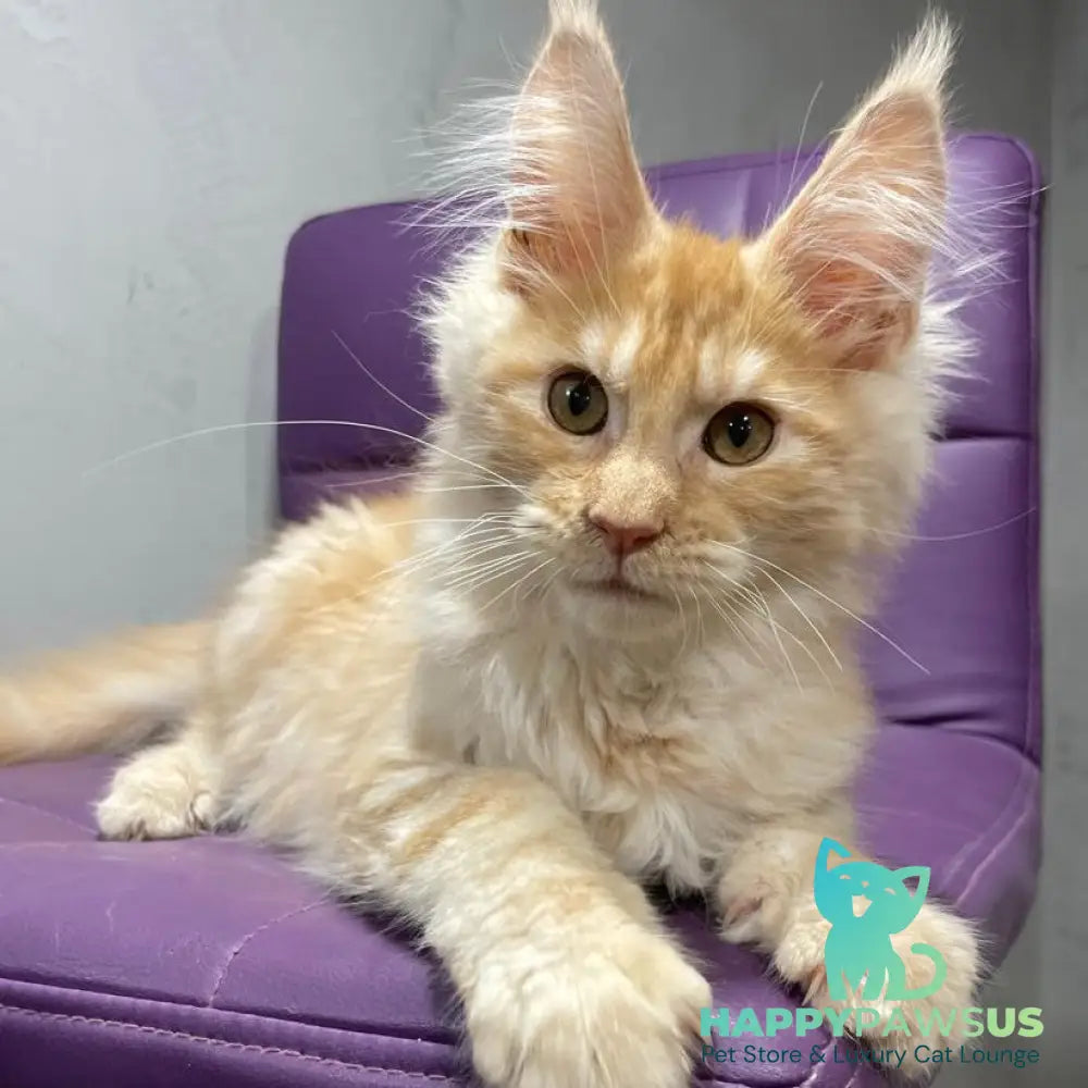 Nicholas Maine Coon male red silver - live animals