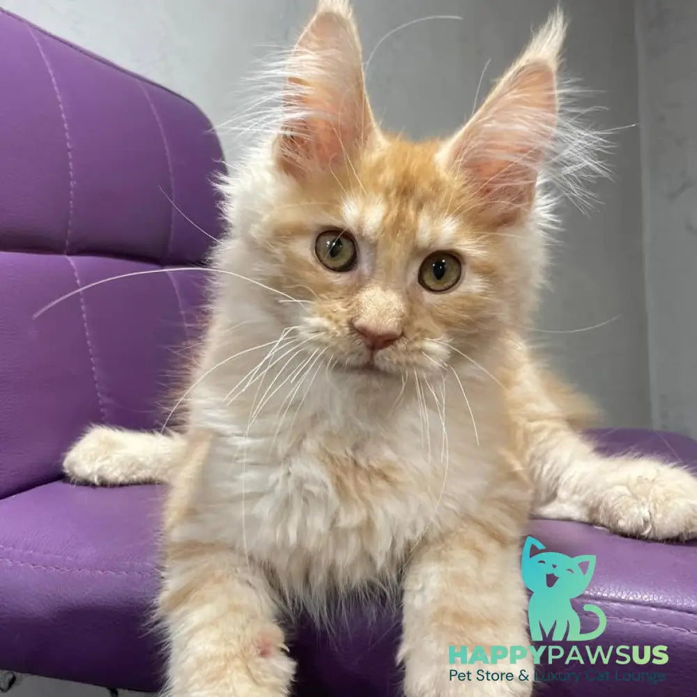 Nicholas Maine Coon male red silver - live animals
