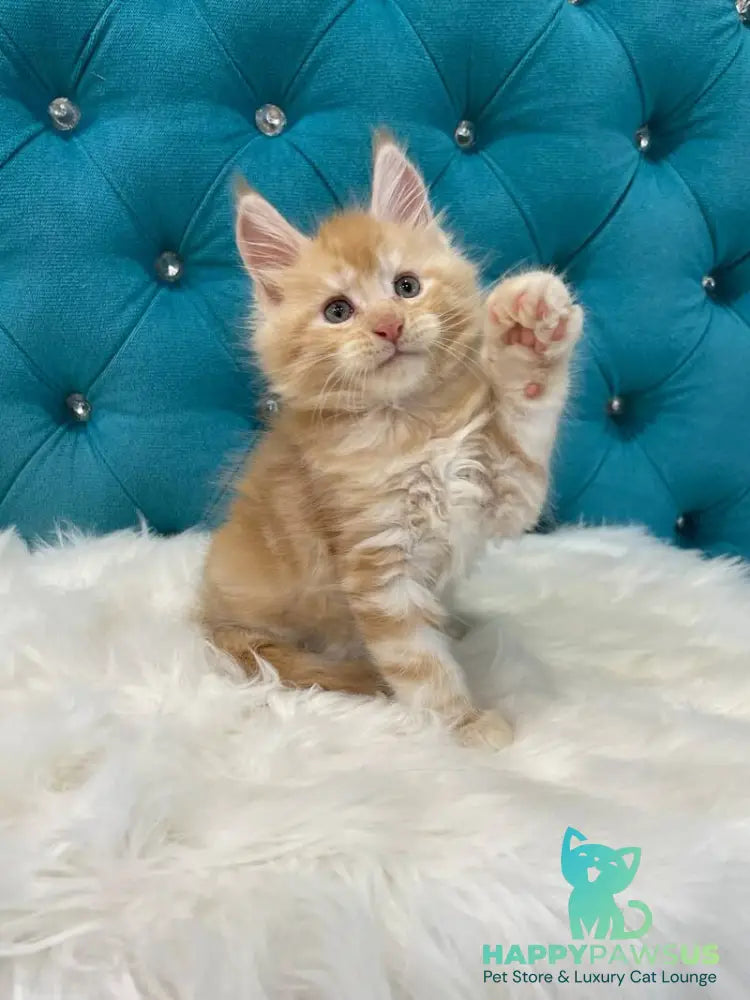Nicholas Maine Coon male red silver - live animals
