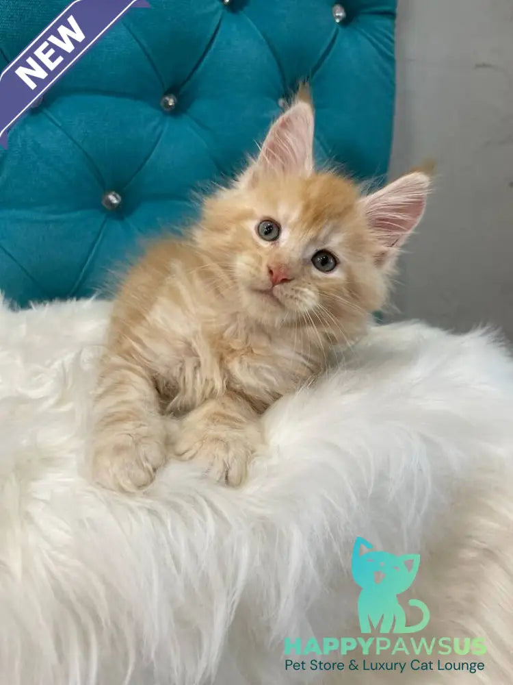 Nicholas Maine Coon male red silver - live animals
