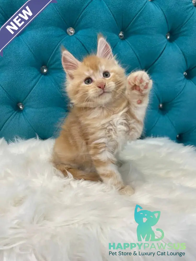 Nicholas Maine Coon male red silver - live animals