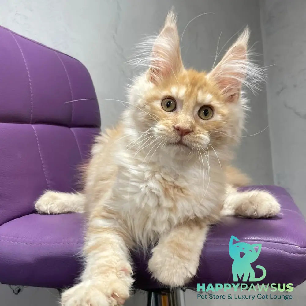 Nicholas Maine Coon male red silver - live animals
