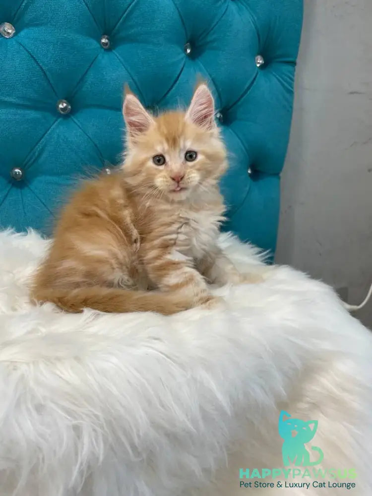 Nicholas Maine Coon male red silver - live animals