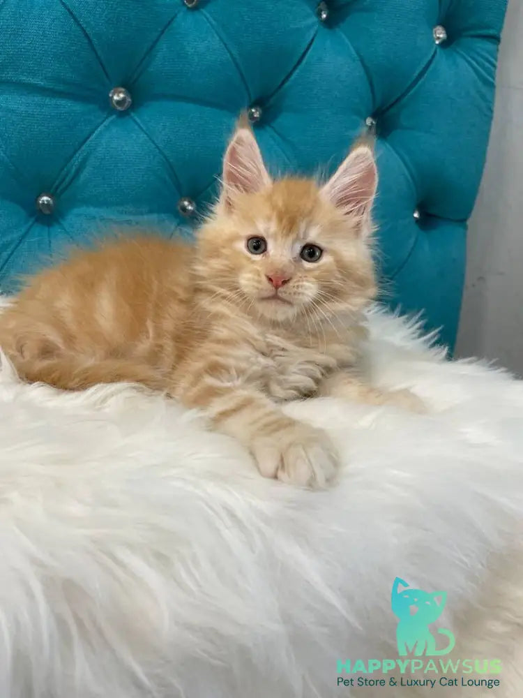 Nicholas Maine Coon male red silver - live animals