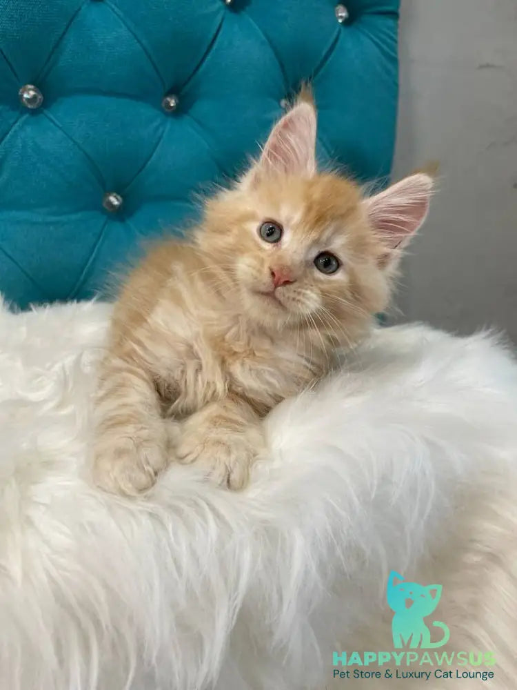Nicholas Maine Coon male red silver - live animals