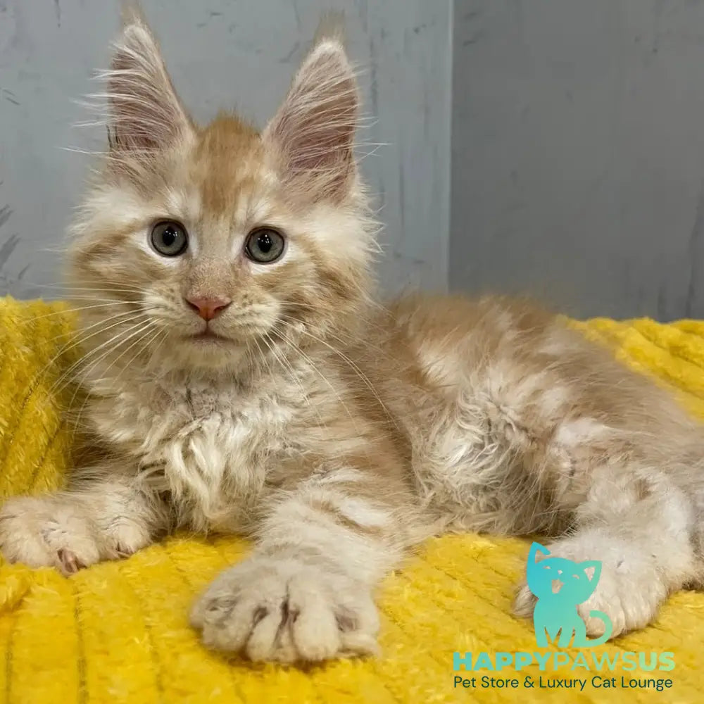 Nicholas Maine Coon male red silver - live animals