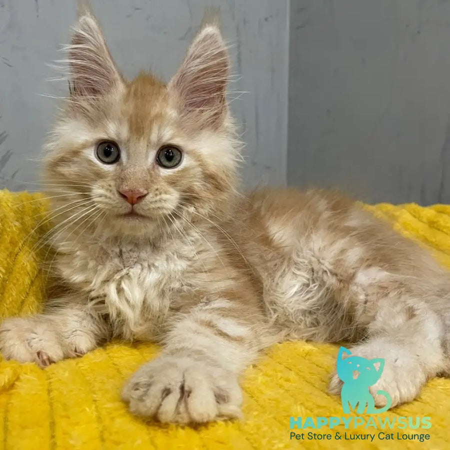 Nicholas Maine Coon male red silver - live animals