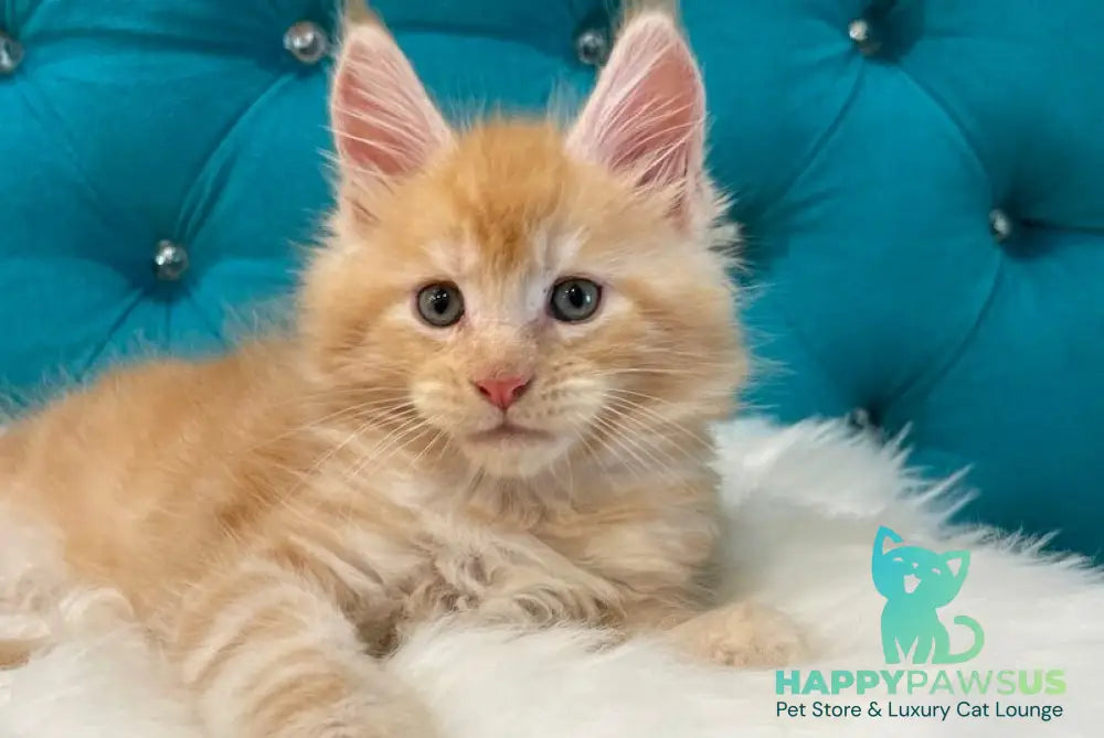 Nicholas Maine Coon male red silver - live animals