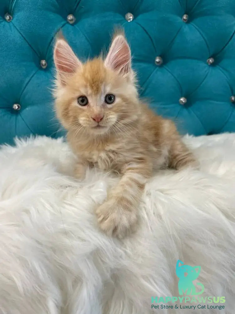 Nicholas Maine Coon male red silver - live animals