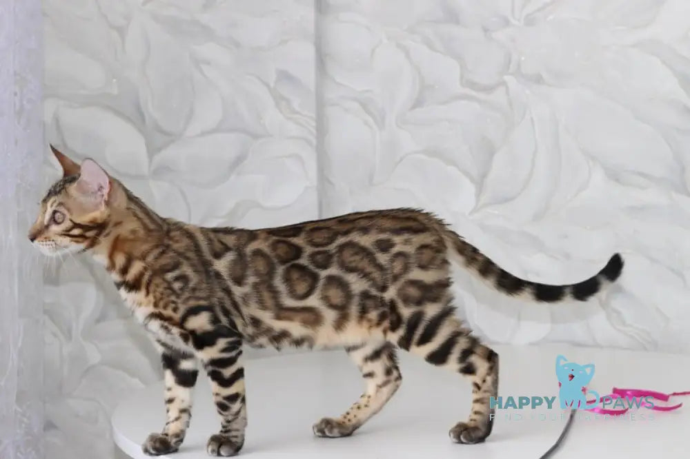 Nick Bengal male black spotted tabby live animals