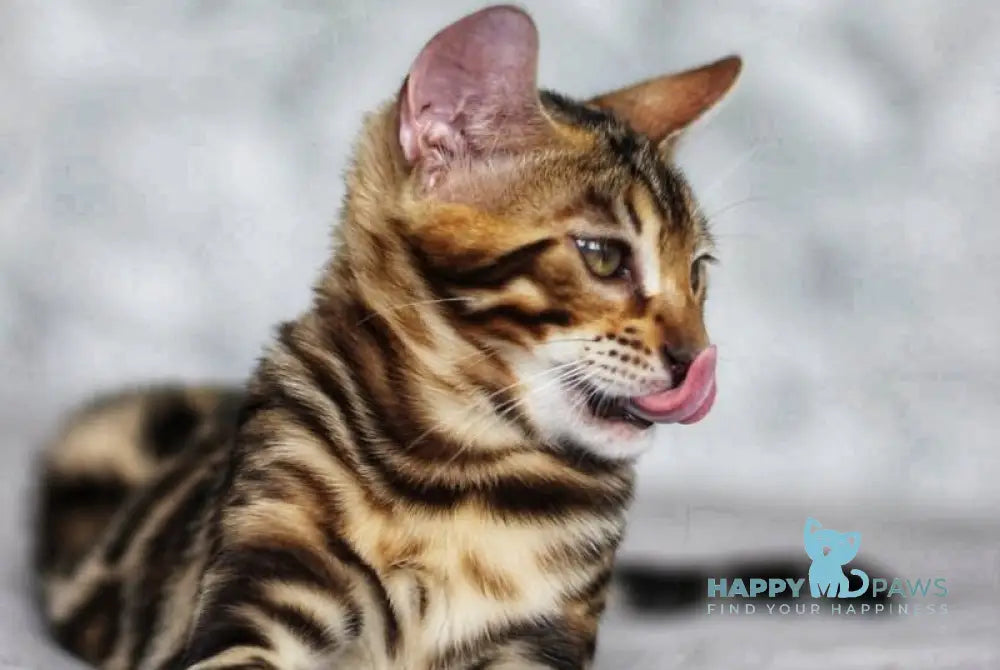 Nick Bengal male black spotted tabby live animals