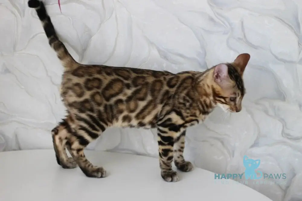 Nick Bengal male black spotted tabby live animals