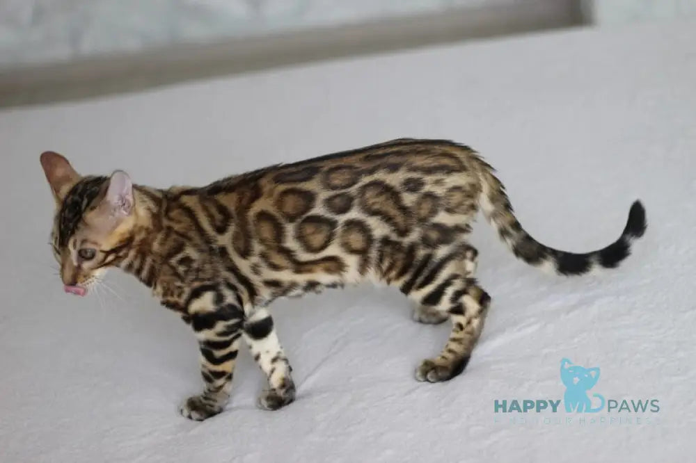 Nick Bengal male black spotted tabby live animals