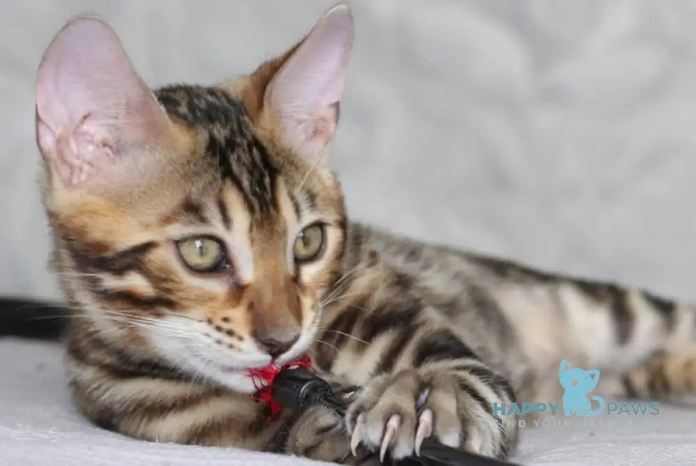 Nick Bengal male black spotted tabby live animals