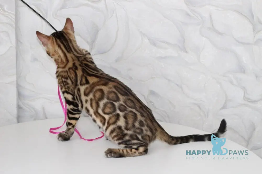 Nick Bengal male black spotted tabby live animals