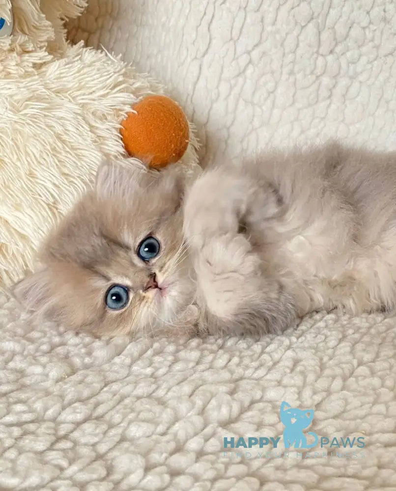 Nick British Longhair male blue golden ticked tabby live animals