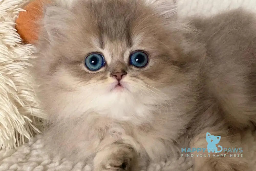 Nick British Longhair male blue golden ticked tabby live animals