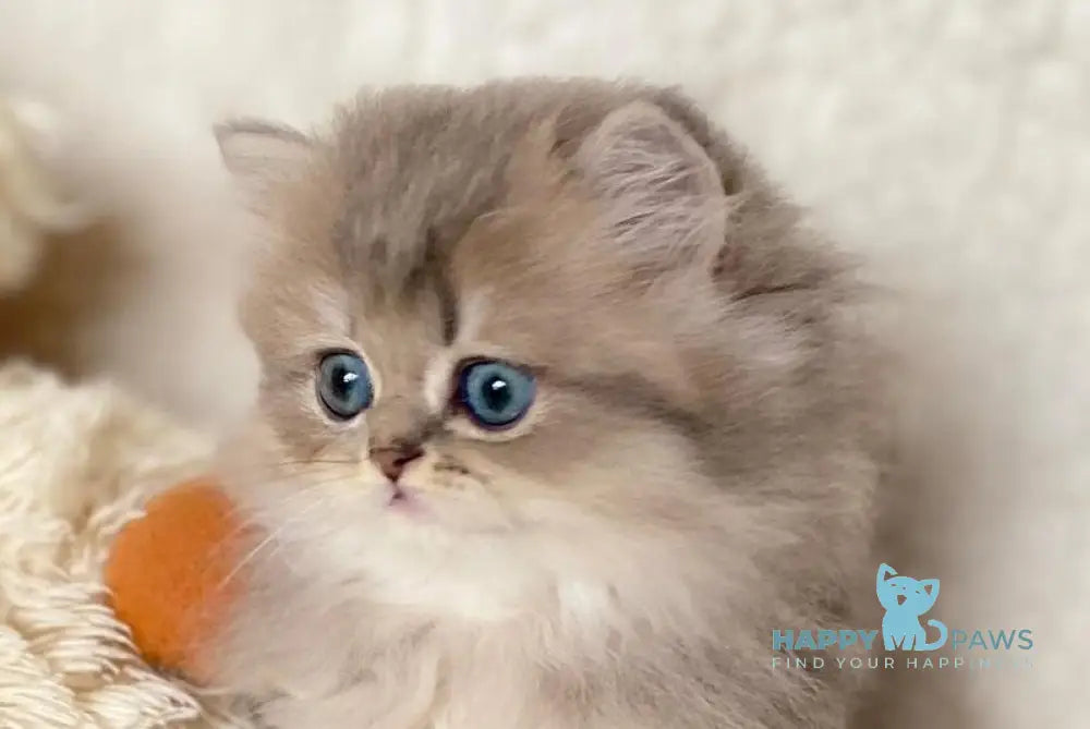 Nick British Longhair male blue golden ticked tabby live animals