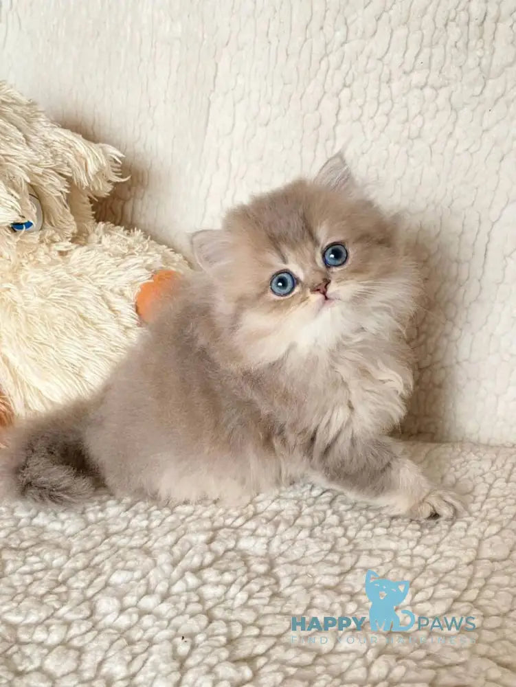 Nick British Longhair male blue golden ticked tabby live animals