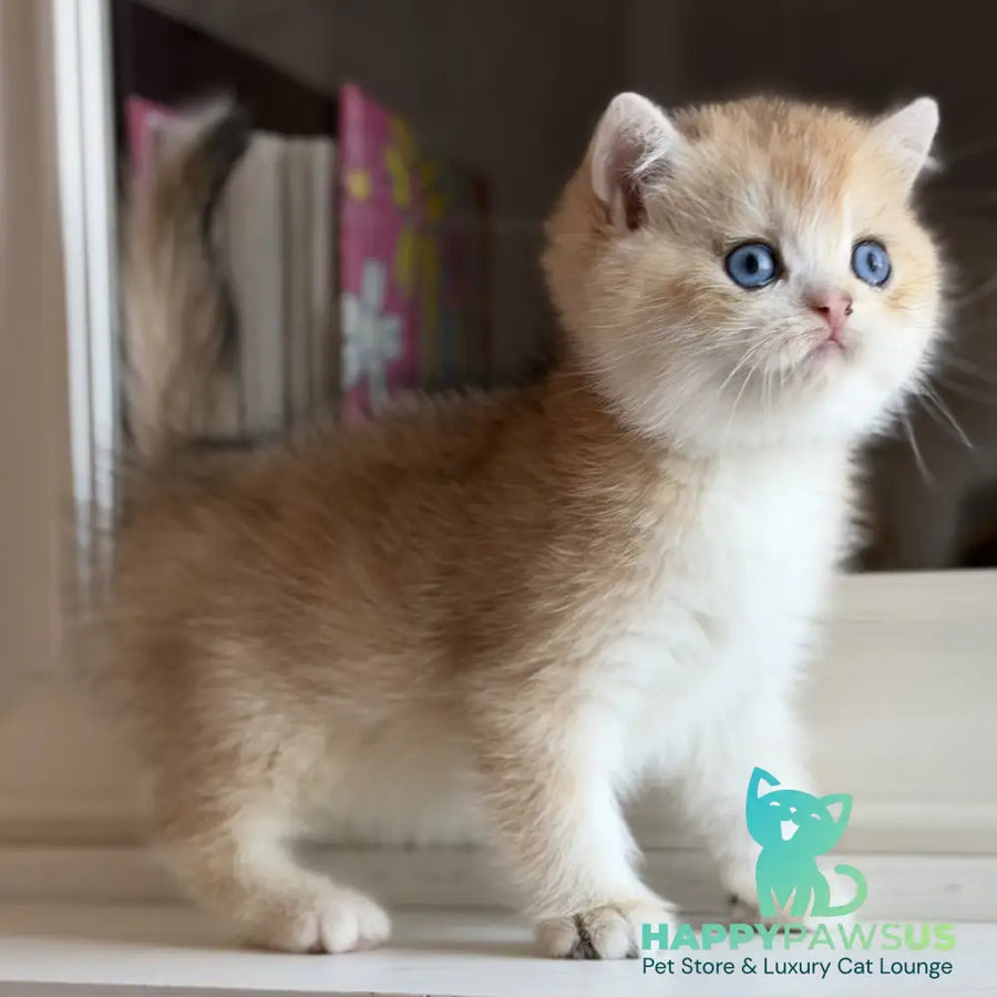Nick British Shorthair male black golden chinchilla - live animals