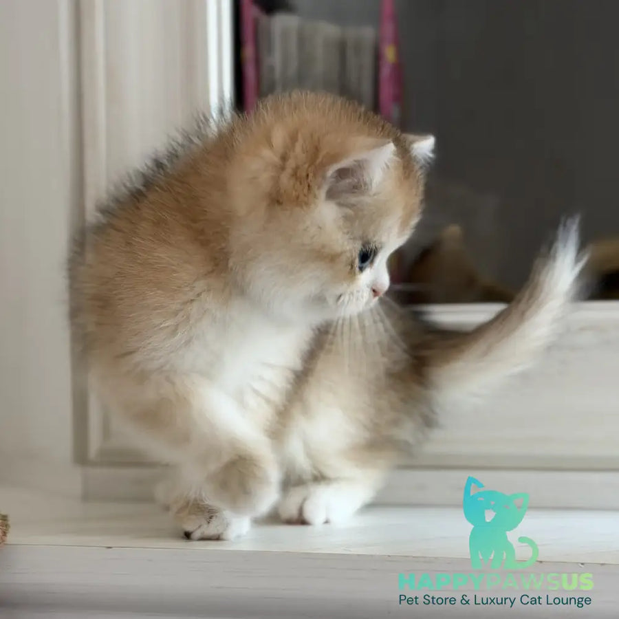 Nick British Shorthair male black golden chinchilla - live animals