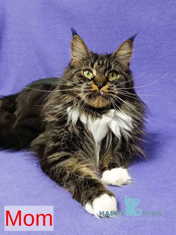 Nick Maine Coon male black with white tabby live animals