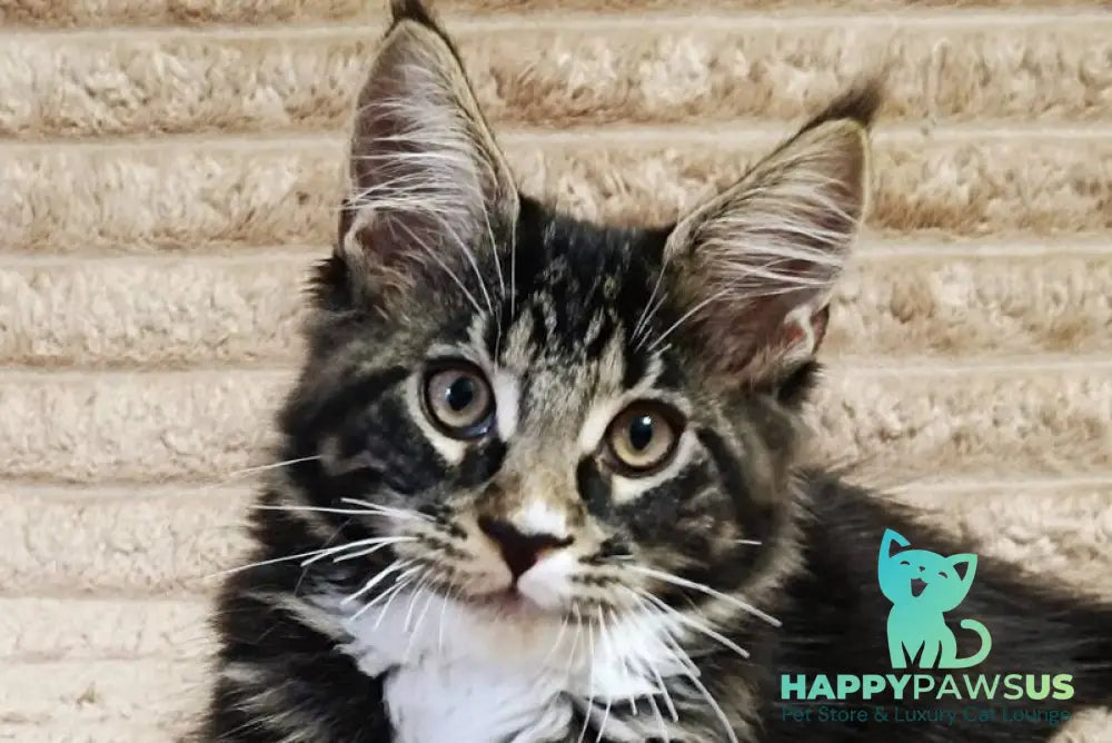 Nick Maine Coon male black with white tabby live animals
