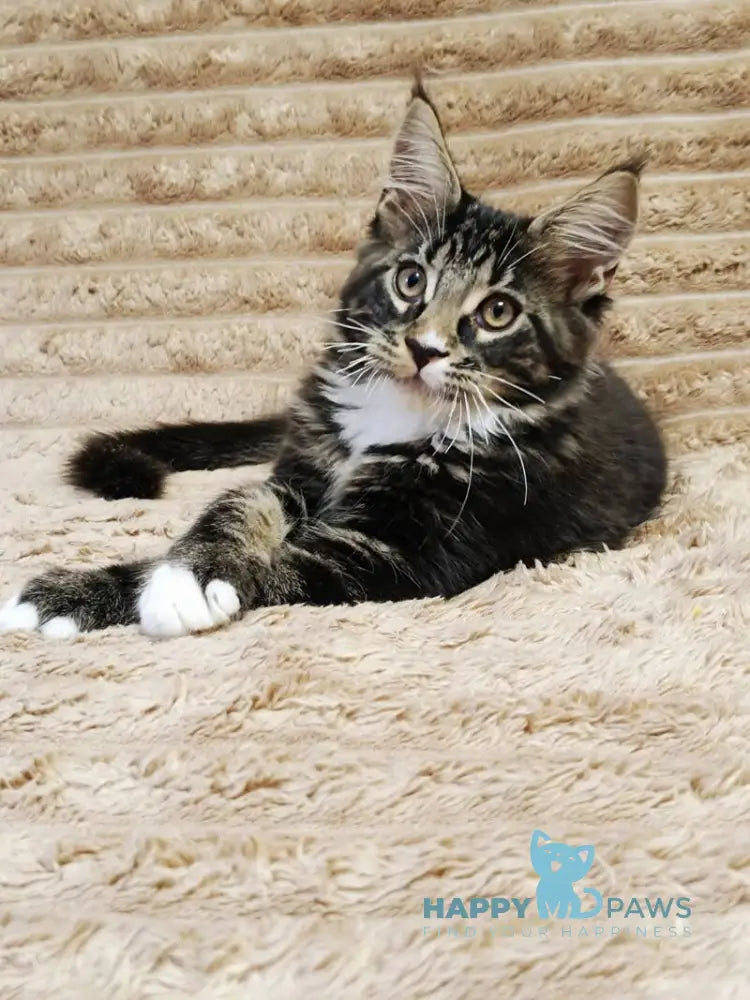 Nick Maine Coon male black with white tabby live animals