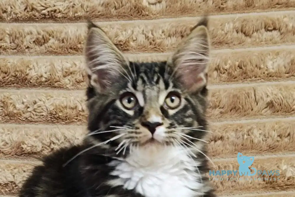 Nick Maine Coon male black with white tabby live animals