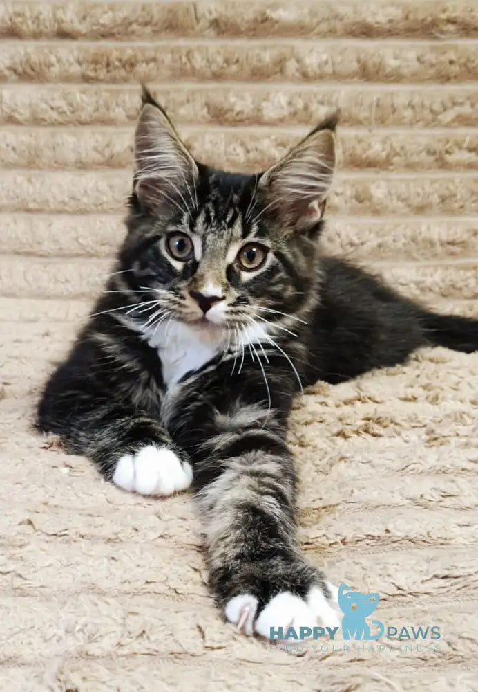 Nick Maine Coon male black with white tabby live animals