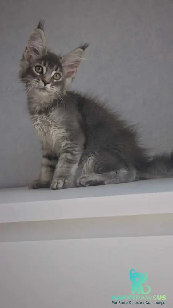 Nickol Maine Coon female blue ticked tabby - live animals