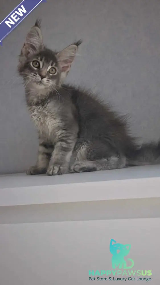 Nickol Maine Coon female blue ticked tabby - live animals