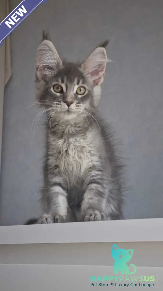 Nickol Maine Coon female blue ticked tabby - live animals