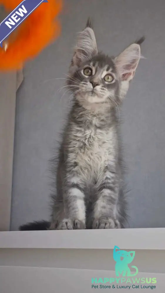 Nickol Maine Coon female blue ticked tabby - live animals
