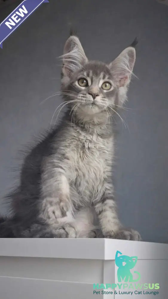 Nickol Maine Coon female blue ticked tabby - live animals