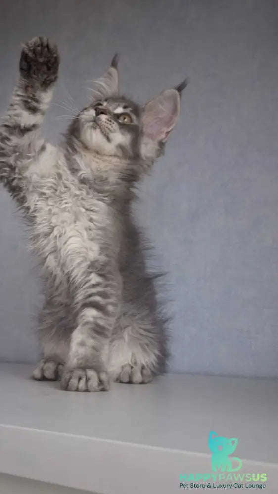 Nickol Maine Coon female blue ticked tabby - live animals