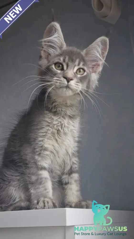 Nickol Maine Coon female blue ticked tabby - live animals