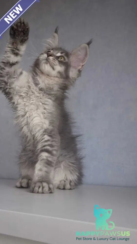 Nickol Maine Coon female blue ticked tabby - live animals